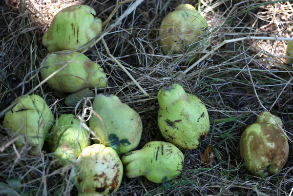 Coings d'un jardin biologique &copy; Nicolas Macaire / LPO